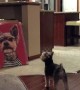 Dog barks and growls at canvas photo of himself