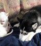 Does anyone else have a mix of little dogs with their huskies?
