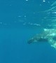 Swimmer captures up-close footage of Humpback whale and calf