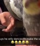 Cockatiel Dances Only If Owner Makes the Beat