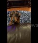 Needy sausage dog dances in anticipation of owner returning