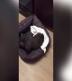 This Dog Just Can\'t Get Comfortable!