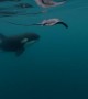 Incredible moment when killer whale hits stingray with its fin