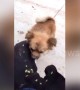 Dog helps its friend pick spiny plants off his body