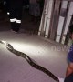 Rescuers\' epic tug-of-war with python that lived under house eating family\'s pet cats