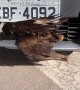 This Hawk Has 9 Lives