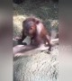 Baby orangutan fashions hammock from piece of cloth
