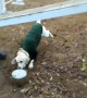 Crazy moves: dog energetically pushes bowls around agility pitch