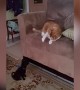 Cat\'s Reaction to New Puppy is Too Funny!