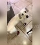 Dog hilariously slips and slides in new shoes