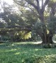 86 Year Old Fig Tree Cracks and Collapses