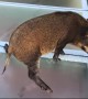 Wild boar gets scared after straying onto slippery glass walkway