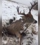 Frozen in the headlights? Man finds perfectly preserved deer in icy field