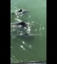 Beautiful moment pod of five dolphins glides slowly next to boat