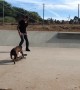 Bulldog shows off unbelievable skateboarding skills