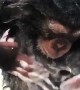 Chimp Baby Enjoys Some Suds