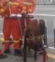 Scared calf gets stuck in railing on Chinese motorway