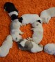 Cute Circle of Snoozing Puppies