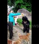 Wild bear loves to guzzle mango soft drink at Indian temple
