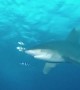 Diver has scary encounter with shark in the Red Sea