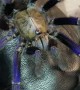 Jaw Dropping Singapore Blue Tarantula