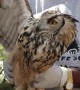 Touching moment wild owl flies back to freedom after accident in India