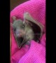 Too cute! Orphaned baby fruit bat wakes up