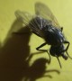 Fly Continues to Live with Head Missing