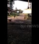 Stray dogs filmed chasing a wild bear in India