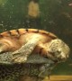 Rodeo Turtle Rides Fish
