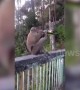Monkey downs bottle of beer in India