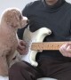 Dog shows off musical talent by strumming guitar