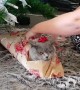 Christmas kitty gets wrapped up for \'Catmas\' 2018