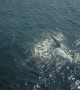 Whale and Calf Put on Spectacular Show