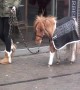 I want one! Girl takes tiny pony for walk through streets of Blackpool