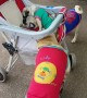 Pugs Play in Pram