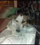 Hero stray dog shot and injured chasing off armed robbers in Delhi