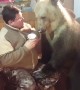 Bear Cleans Ice Cream from Mans Face