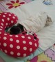 Pug Sleeps like a Baby