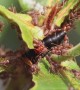 Weaver ants attack greater banded hornet