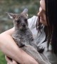 Adorable baby kangaroo \'ROO-PAUL\' latest member of Australian Reptile Park