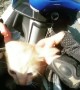 Bus driver stops traffic to save lost kitten on road before passing biker adopts it