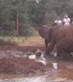 Baby elephant adorably plays soccer in a water hole