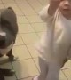 Adorable Little Toddler and Pitbulls