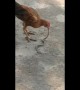 Farmer stunned after his pet hen swallows cobra like a strand of spaghetti