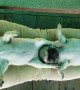 Pugs Make Bed out of Owner