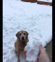 Dog can\'t figure out what just happened to \