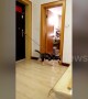 Energetic husky moonwalks on slippery floor