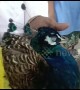 Peacock savaged by dog then saved after 2-hour surgery