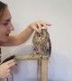 Cute Kisses from an Awesome Owl